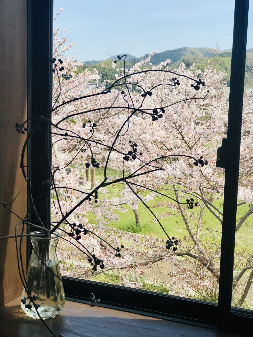 こゆき食堂　桜の季節