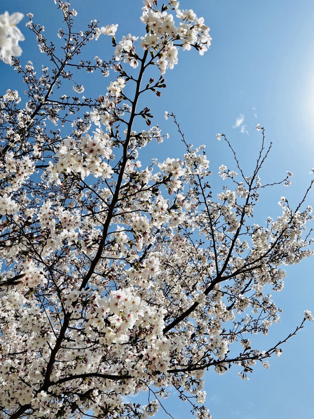 白鷺公園の桜の木