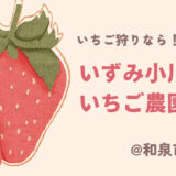 【いちご狩り特集｜2025年は6/1まで】甘くて大粒！関西最大級「いずみ小川いちご農園」で30分食べ放題のいちご狩り♪@和泉市
