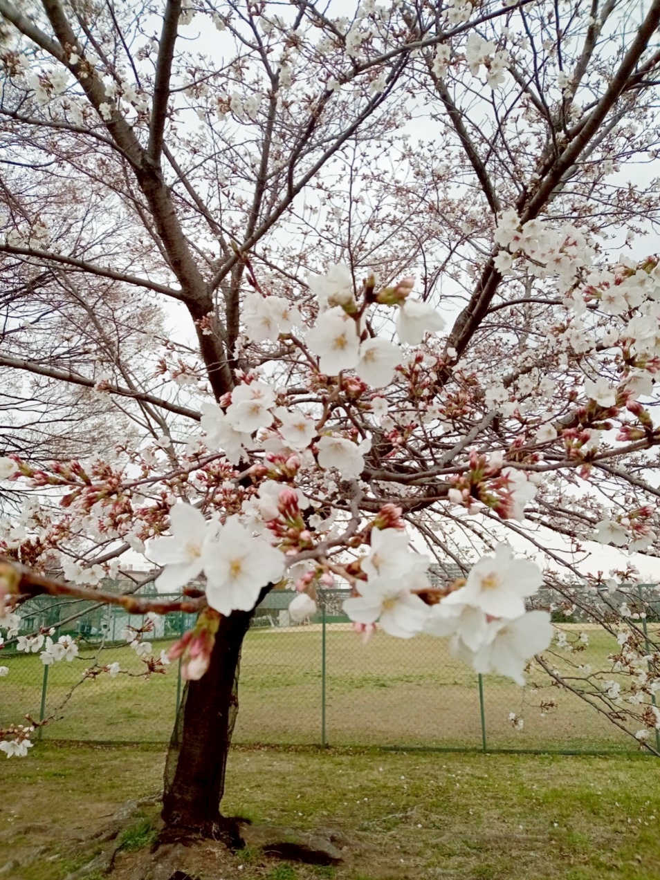 桜　5分咲き
