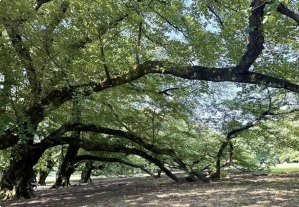 堺市金岡公園軍隊跡地巡り