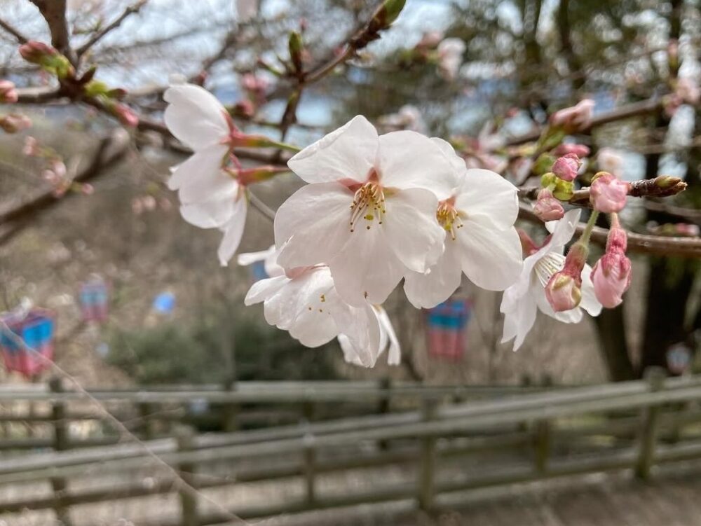 さくら満開のさくら堂