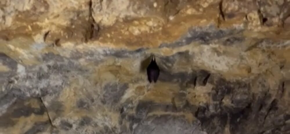 洞窟の天井にぶら下がっているコウモリ