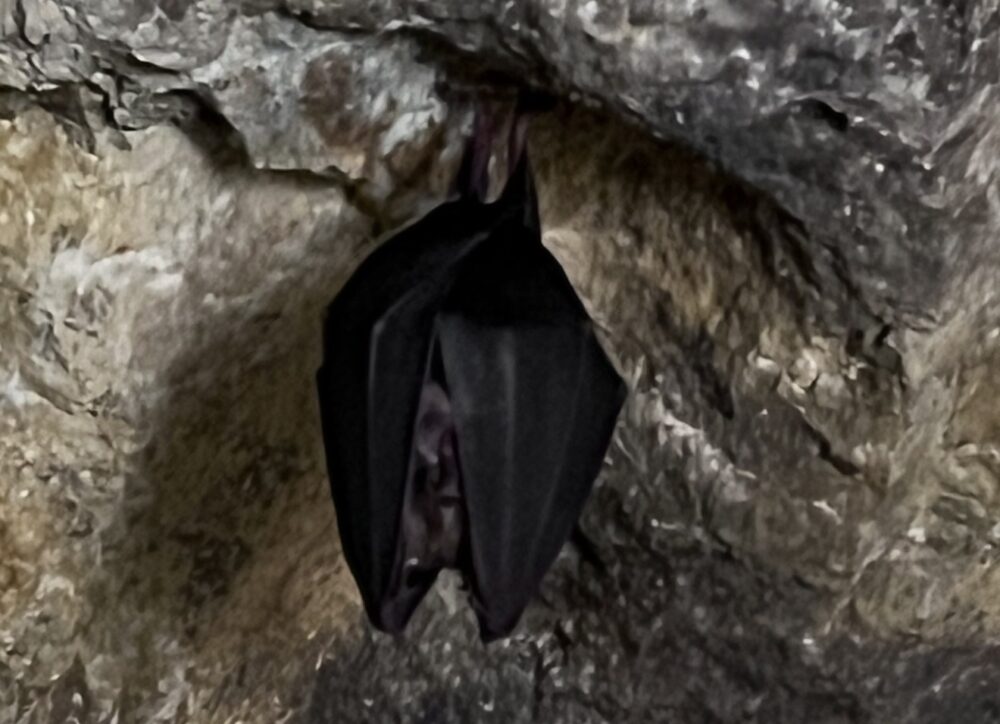 野生のコウモリ