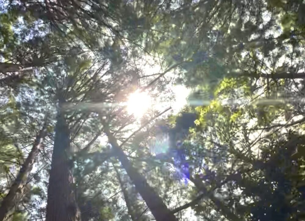 ママオアシス登山部