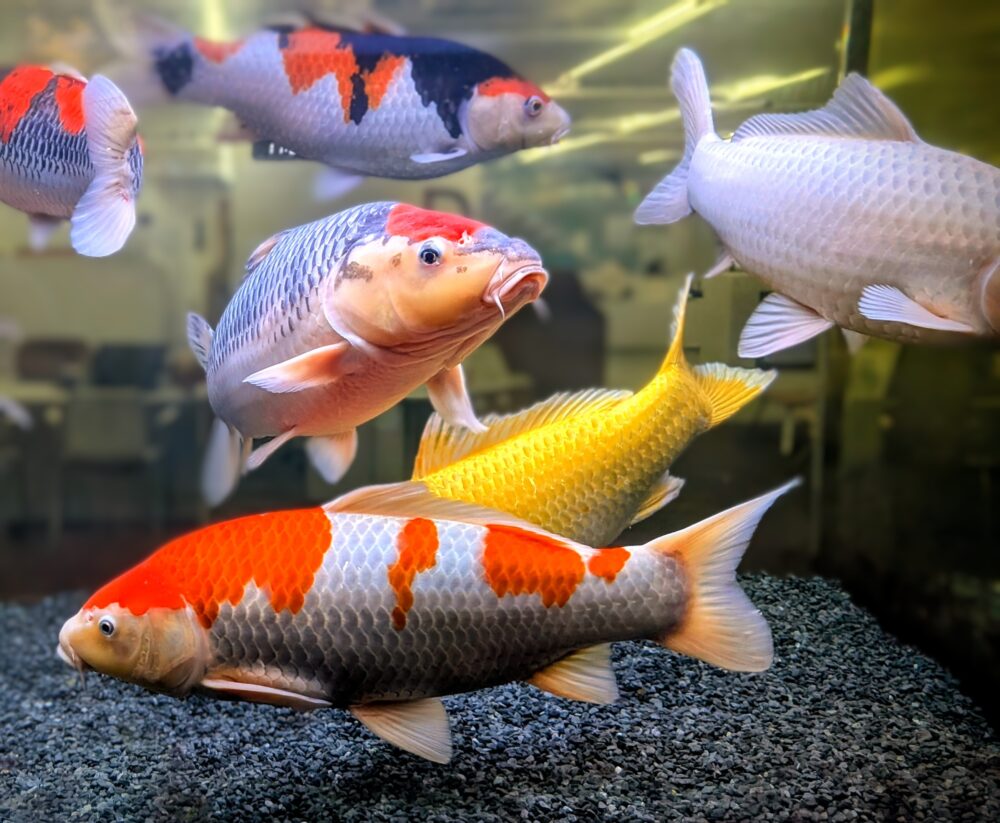 アオーレ長岡の錦鯉