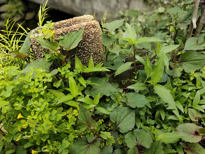 生い茂る雑草