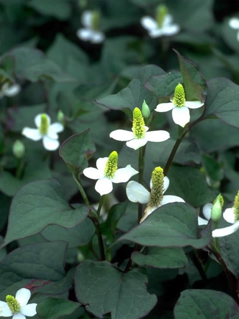 ドクダミの花