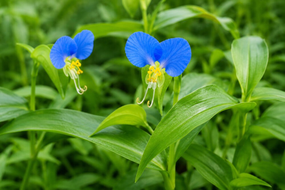 ツユクサの花と葉