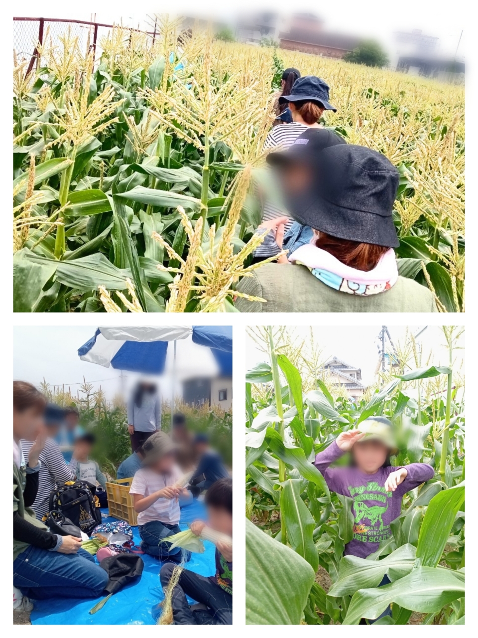 数年前のホワイトコーン収穫体験の写真
