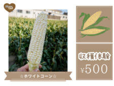 ホワイトコーン収穫体験のアイキャッチ画像