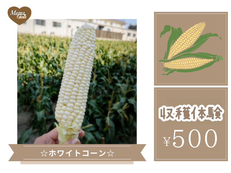 ホワイトコーン収穫体験のアイキャッチ画像