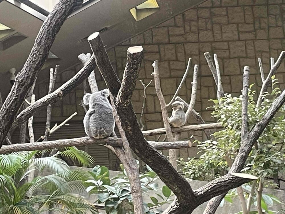 コアラ