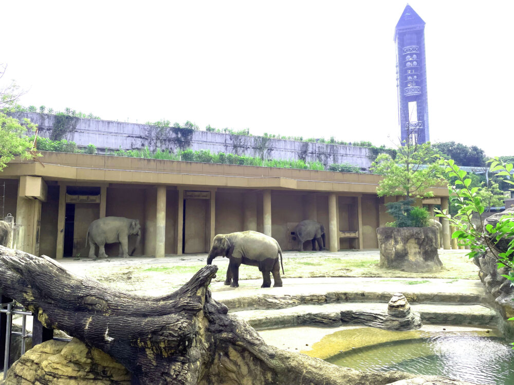 ゾウ