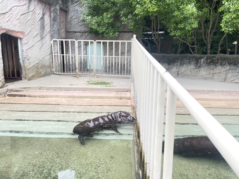 コビトカバ