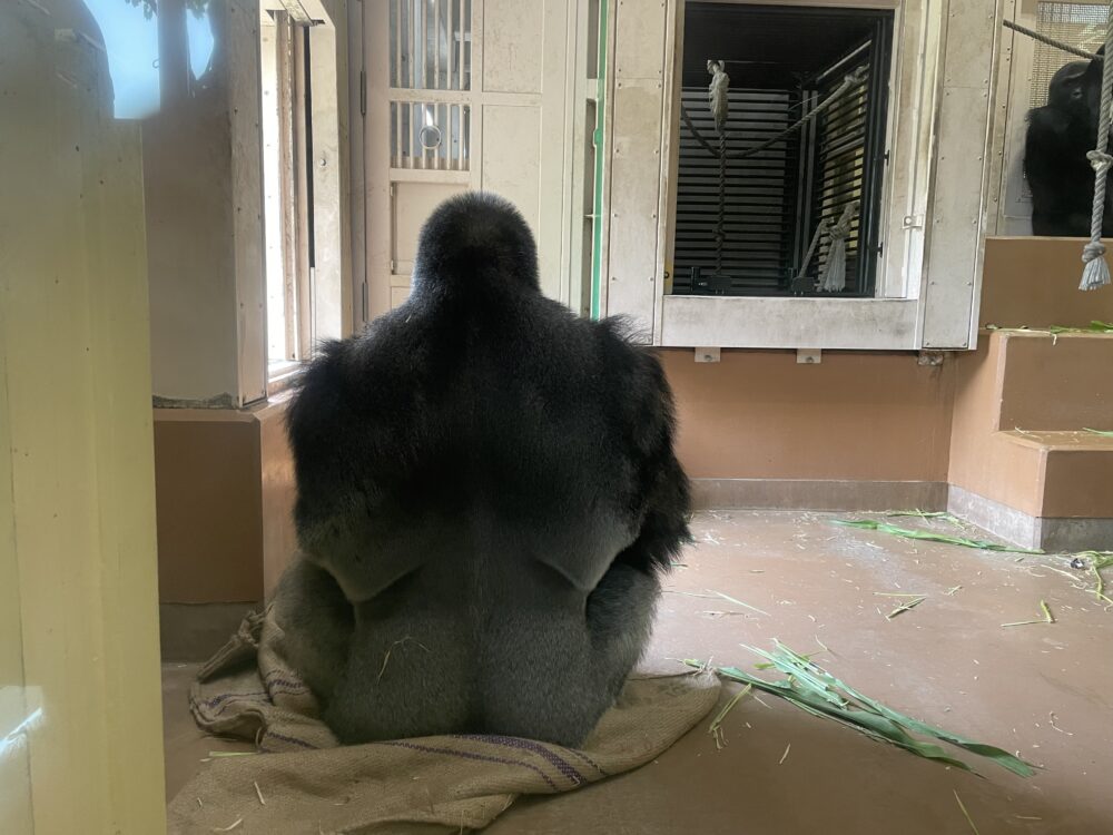 ゴリラ