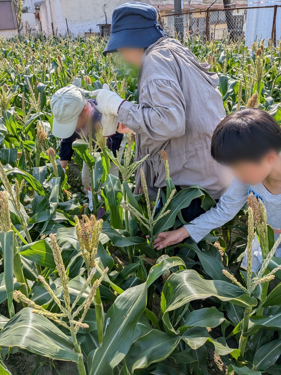 ホワイトコーンを探している親子と男の子